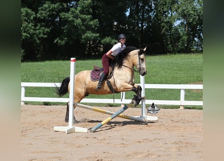 American Quarter Horse, Wallach, 6 Jahre, 163 cm, Buckskin