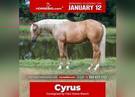 American Quarter Horse, Wallach, 6 Jahre, 163 cm, Palomino