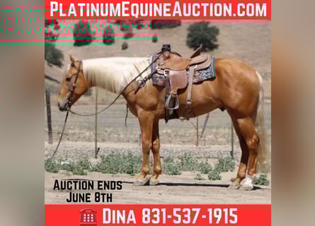 American Quarter Horse, Wallach, 6 Jahre, 163 cm, Palomino