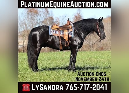 American Quarter Horse, Wallach, 6 Jahre, 163 cm, Rappe