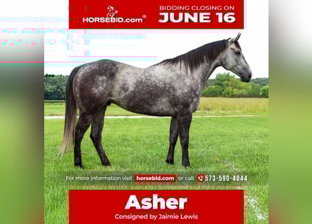 American Quarter Horse, Wallach, 6 Jahre, 163 cm, Schimmel