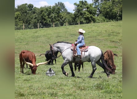 American Quarter Horse, Wallach, 6 Jahre, 163 cm