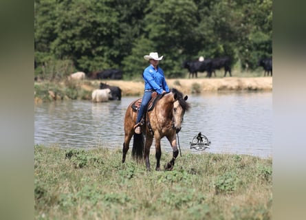 American Quarter Horse, Wallach, 6 Jahre, 165 cm, Buckskin