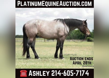 American Quarter Horse, Wallach, 6 Jahre, 170 cm, Roan-Bay