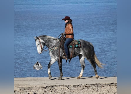 American Quarter Horse, Wallach, 6 Jahre, Apfelschimmel