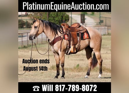 American Quarter Horse, Wallach, 6 Jahre, Buckskin
