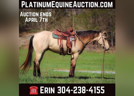 American Quarter Horse, Wallach, 6 Jahre, Buckskin