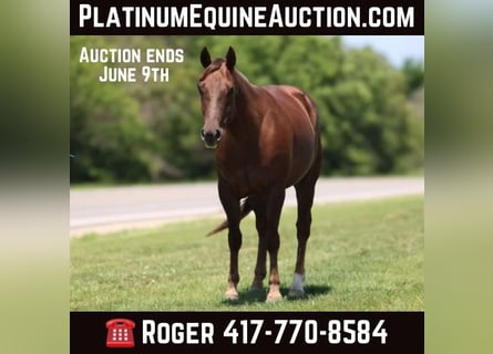 American Quarter Horse, Wallach, 6 Jahre, Dunkelfuchs