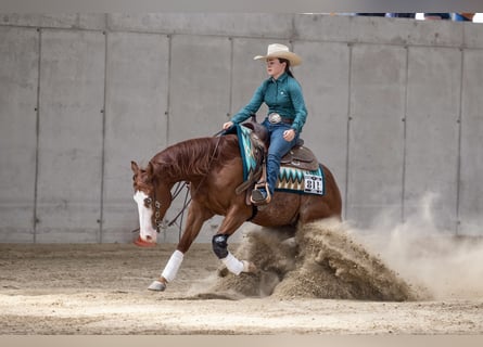 American Quarter Horse, Wallach, 6 Jahre, Fuchs