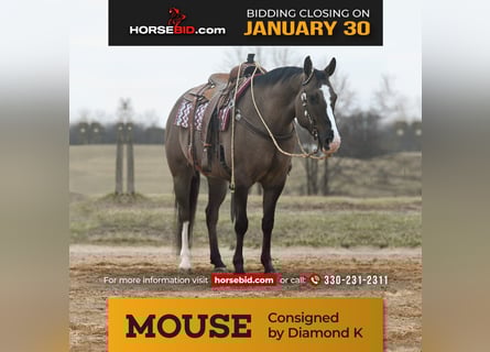 American Quarter Horse, Wallach, 6 Jahre, Grullo