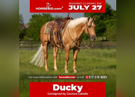 American Quarter Horse, Wallach, 6 Jahre, Palomino