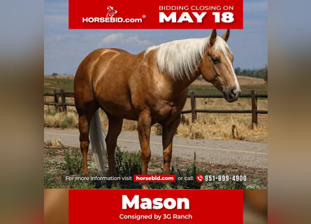 American Quarter Horse, Wallach, 6 Jahre, Palomino