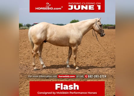 American Quarter Horse, Wallach, 6 Jahre, Palomino