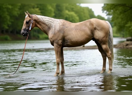 American Quarter Horse, Wallach, 6 Jahre, Palomino