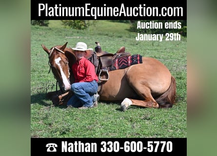 American Quarter Horse, Wallach, 6 Jahre, Red Dun