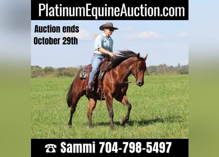 American Quarter Horse, Wallach, 6 Jahre, Roan-Bay