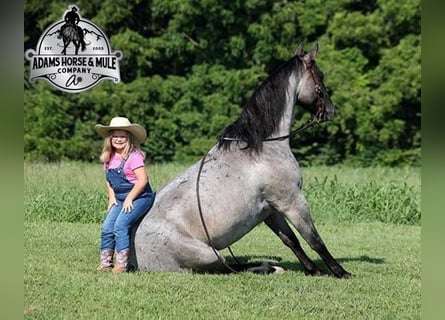 American Quarter Horse, Wallach, 6 Jahre, Roan-Blue