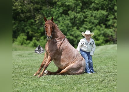 American Quarter Horse, Wallach, 6 Jahre, Roan-Red