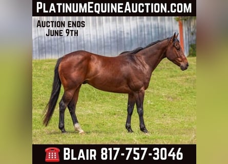 American Quarter Horse, Wallach, 6 Jahre, Rotbrauner