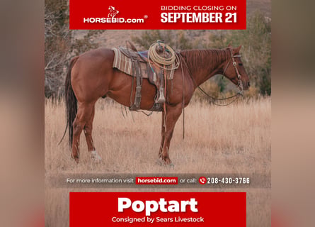 American Quarter Horse, Wallach, 6 Jahre, Rotfuchs