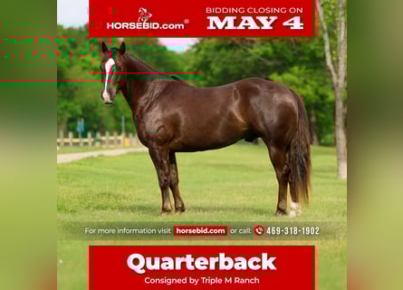 American Quarter Horse, Wallach, 6 Jahre, Rotfuchs