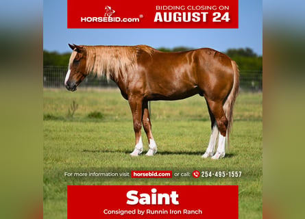 American Quarter Horse Mix, Wallach, 6 Jahre, Rotfuchs