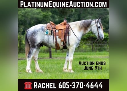 American Quarter Horse, Wallach, 6 Jahre, Schimmel