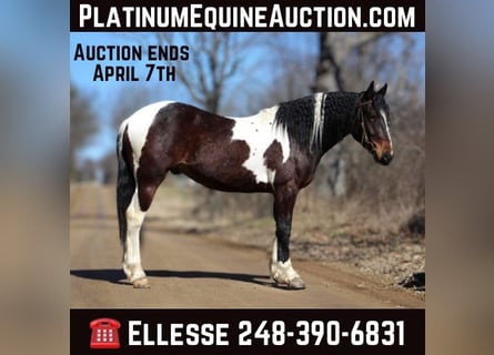 American Quarter Horse, Wallach, 6 Jahre, Tobiano-alle-Farben