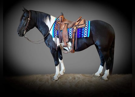 American Quarter Horse, Wallach, 6 Jahre, Tobiano-alle-Farben