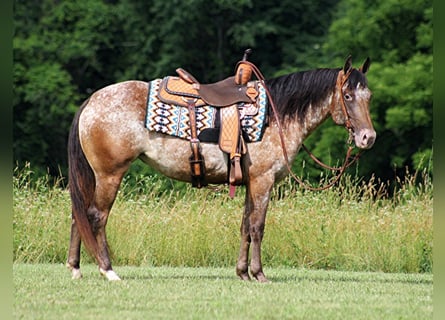 American Quarter Horse, Wallach, 6 Jahre
