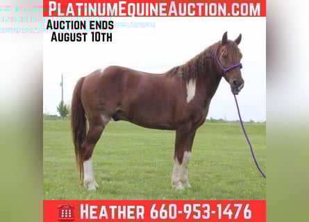American Quarter Horse, Wallach, 7 Jahre, 124 cm, Dunkelfuchs