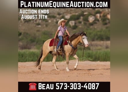 American Quarter Horse, Wallach, 7 Jahre, 132 cm, Buckskin