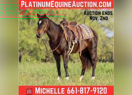American Quarter Horse, Wallach, 7 Jahre, 132 cm, Rotbrauner