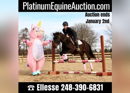 American Quarter Horse, Wallach, 7 Jahre, 145 cm, Rotbrauner