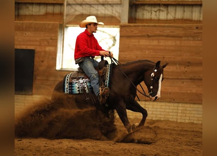 American Quarter Horse, Wallach, 7 Jahre, 145 cm, Rotfuchs