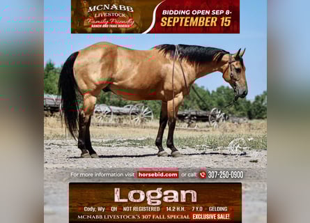 American Quarter Horse, Wallach, 7 Jahre, 147 cm, Buckskin