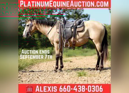 American Quarter Horse, Wallach, 7 Jahre, 147 cm, Buckskin