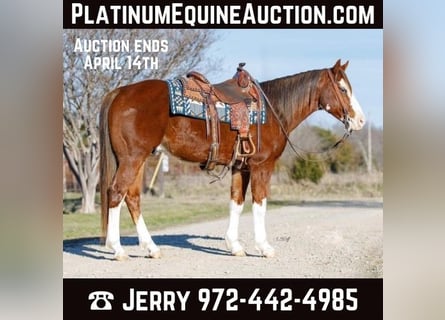 American Quarter Horse, Wallach, 7 Jahre, 147 cm, Dunkelfuchs