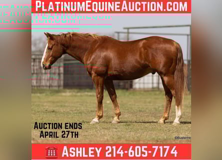 American Quarter Horse, Wallach, 7 Jahre, 147 cm, Dunkelfuchs