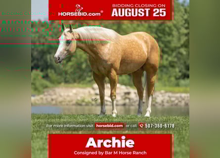 American Quarter Horse, Wallach, 7 Jahre, 147 cm, Palomino