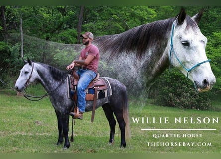 American Quarter Horse, Wallach, 7 Jahre, 150 cm, Apfelschimmel