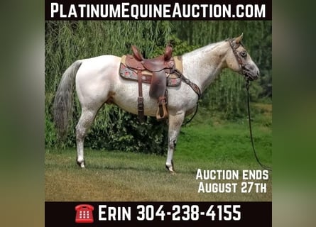 American Quarter Horse, Wallach, 7 Jahre, 150 cm, Buckskin