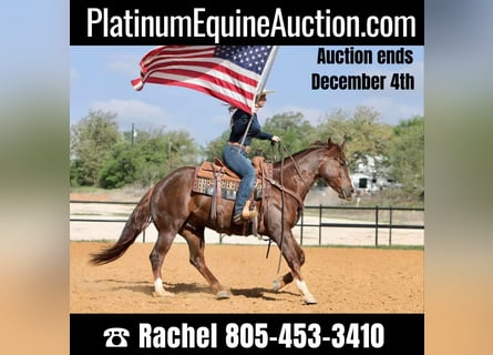 American Quarter Horse, Wallach, 7 Jahre, 150 cm, Dunkelfuchs