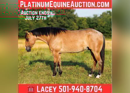 American Quarter Horse, Wallach, 7 Jahre, 150 cm, Falbe