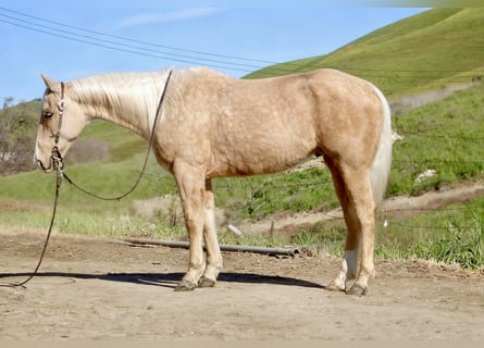 American Quarter Horse, Wallach, 7 Jahre, 150 cm, Palomino