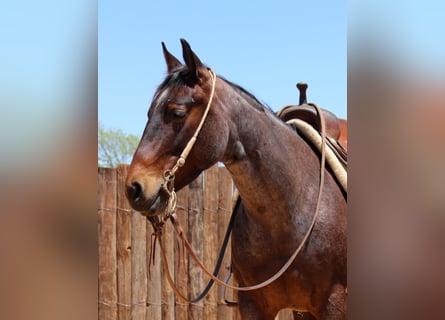 American Quarter Horse, Wallach, 7 Jahre, 150 cm, Roan-Bay