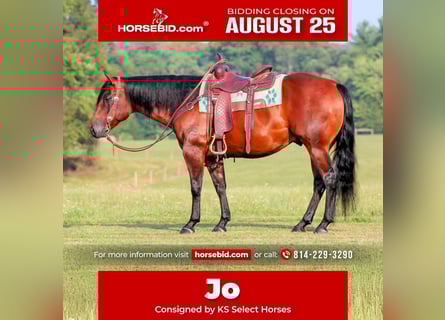 American Quarter Horse, Wallach, 7 Jahre, 150 cm, Rotbrauner