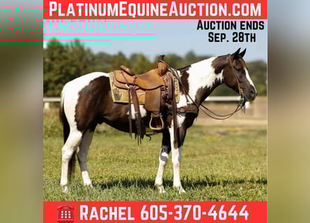 American Quarter Horse, Wallach, 7 Jahre, 150 cm, Tobiano-alle-Farben
