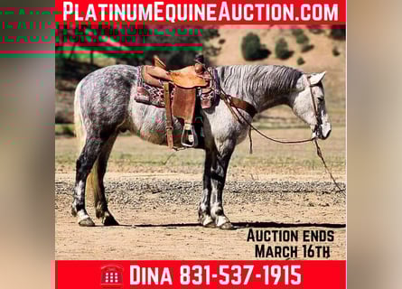 American Quarter Horse, Wallach, 7 Jahre, 152 cm, Apfelschimmel