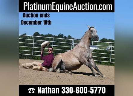 American Quarter Horse, Wallach, 7 Jahre, 152 cm, Buckskin